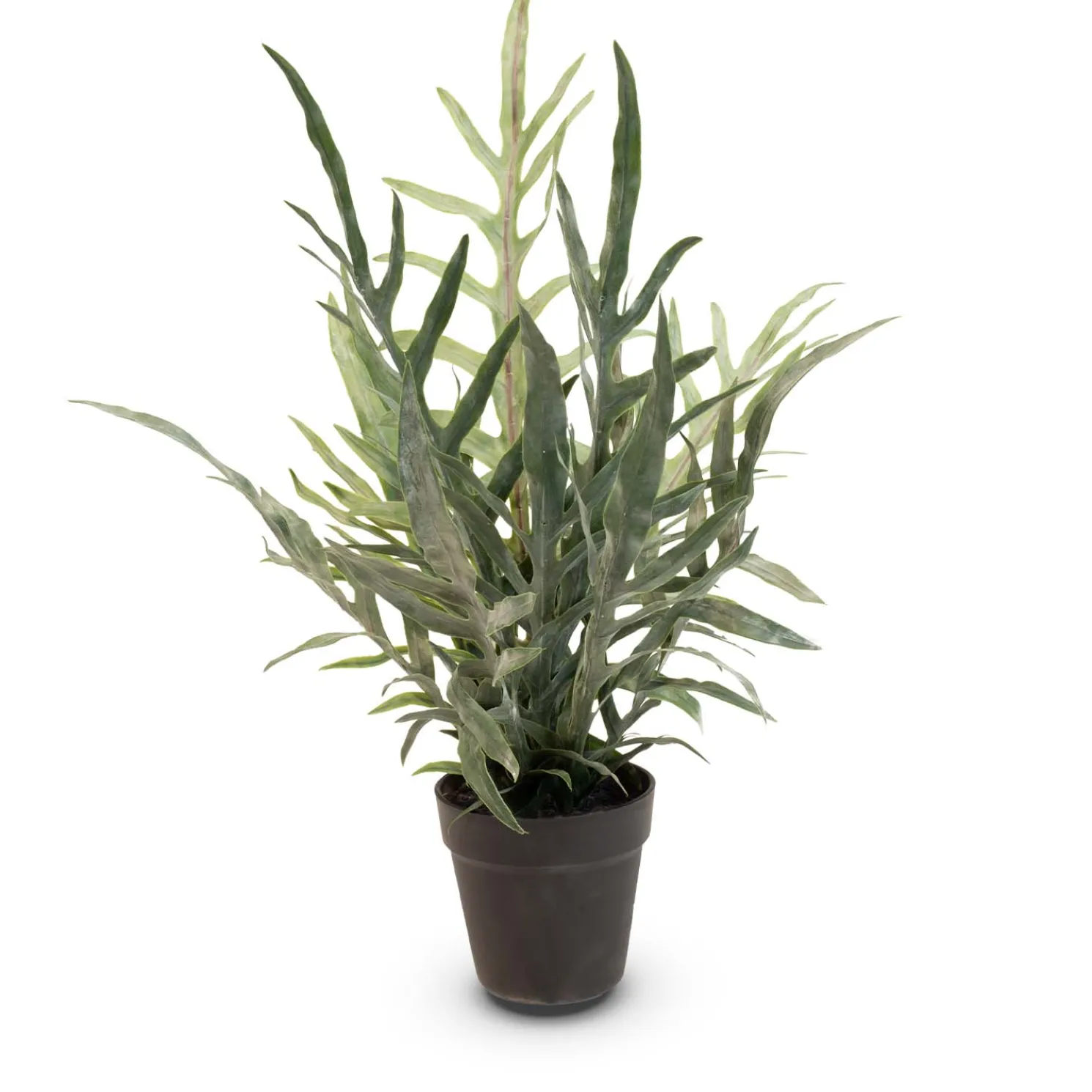 Fleur Ami Goldtüpfelfarn - Phebodium aureum Kunstpflanze, UV Stabil