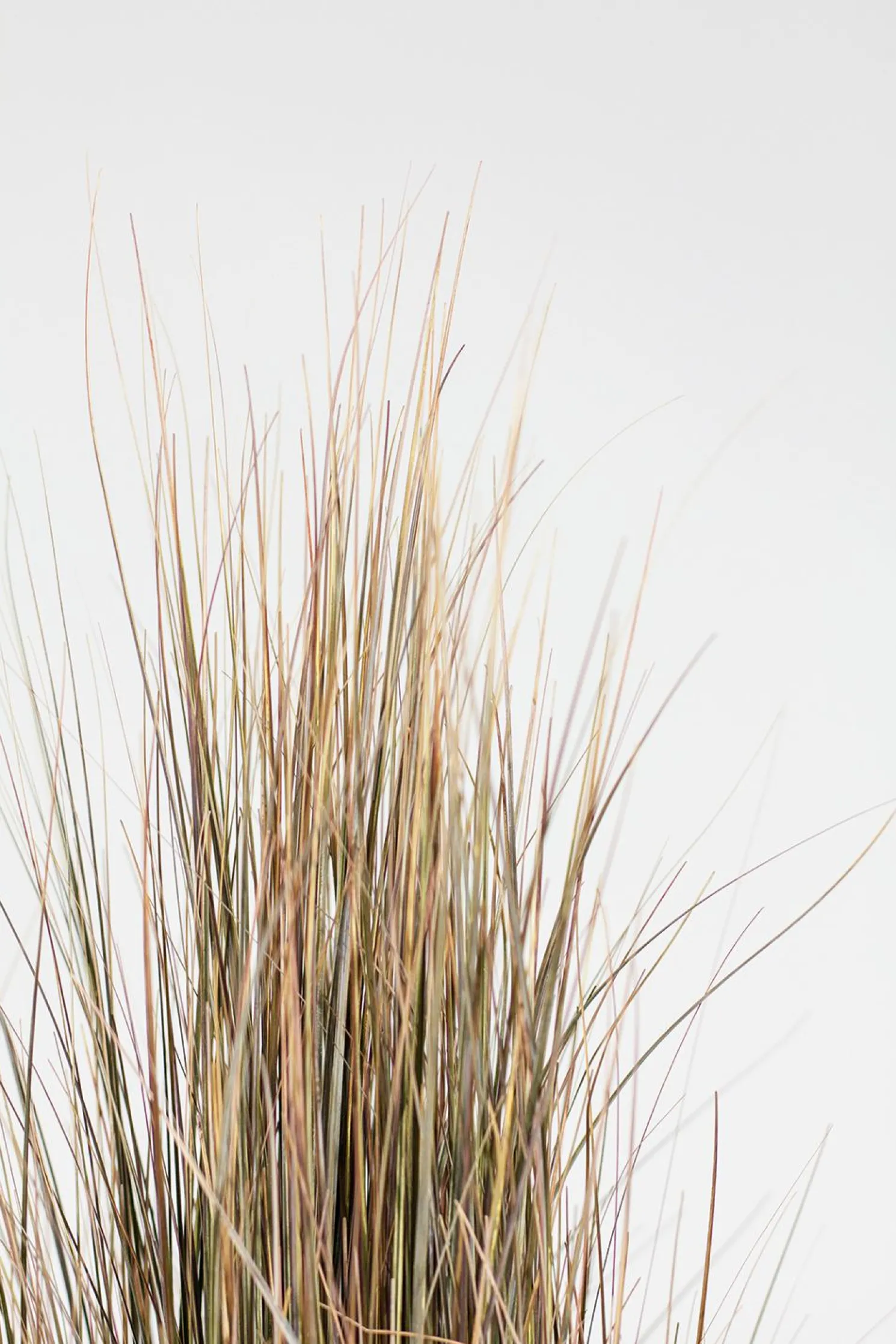 Fleur Ami Zwiebelgras Kunstpflanze 60 cm rot/grün