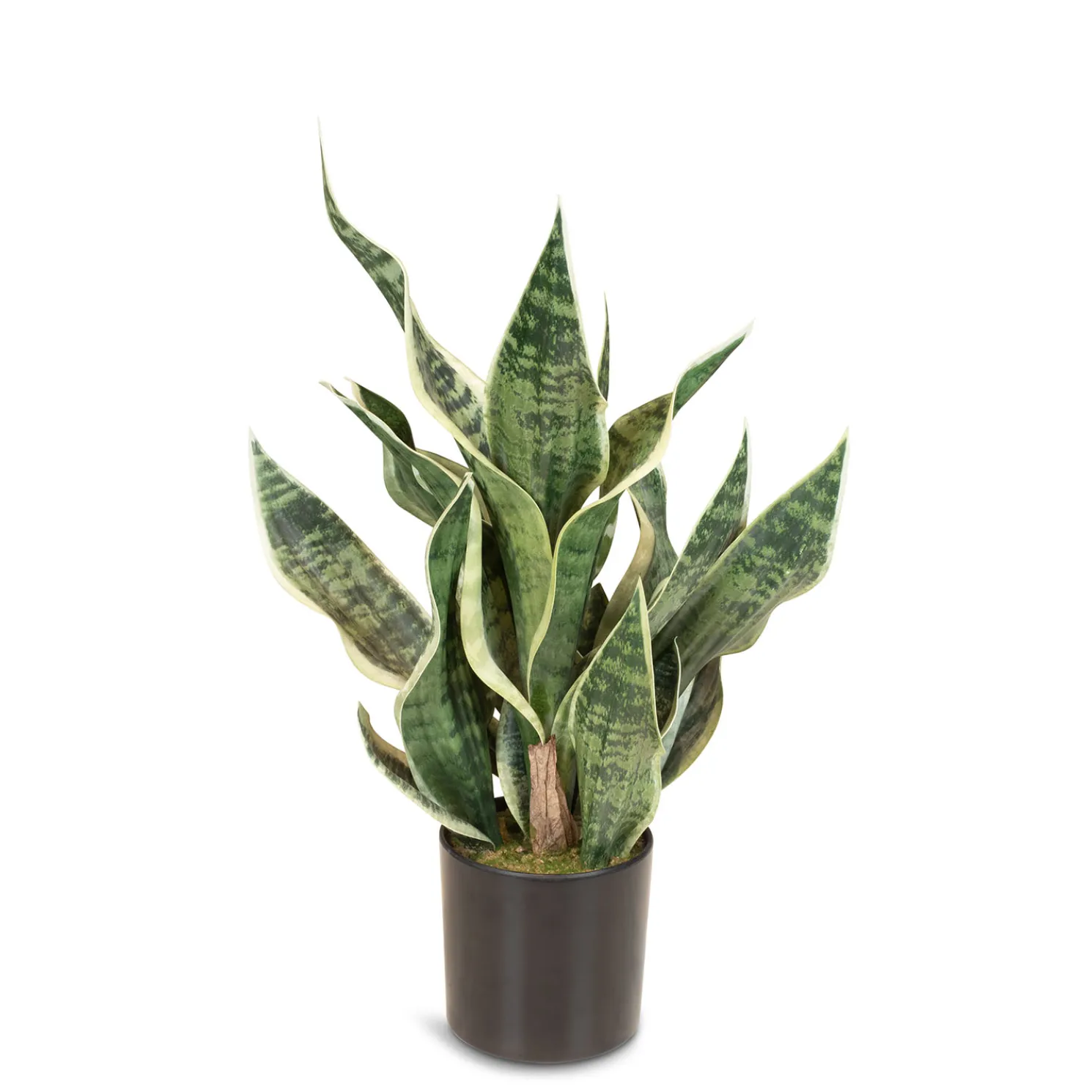 Fleur Ami Sansevieria Bogenhanf Kunstpflanze, Höhe 55 cm