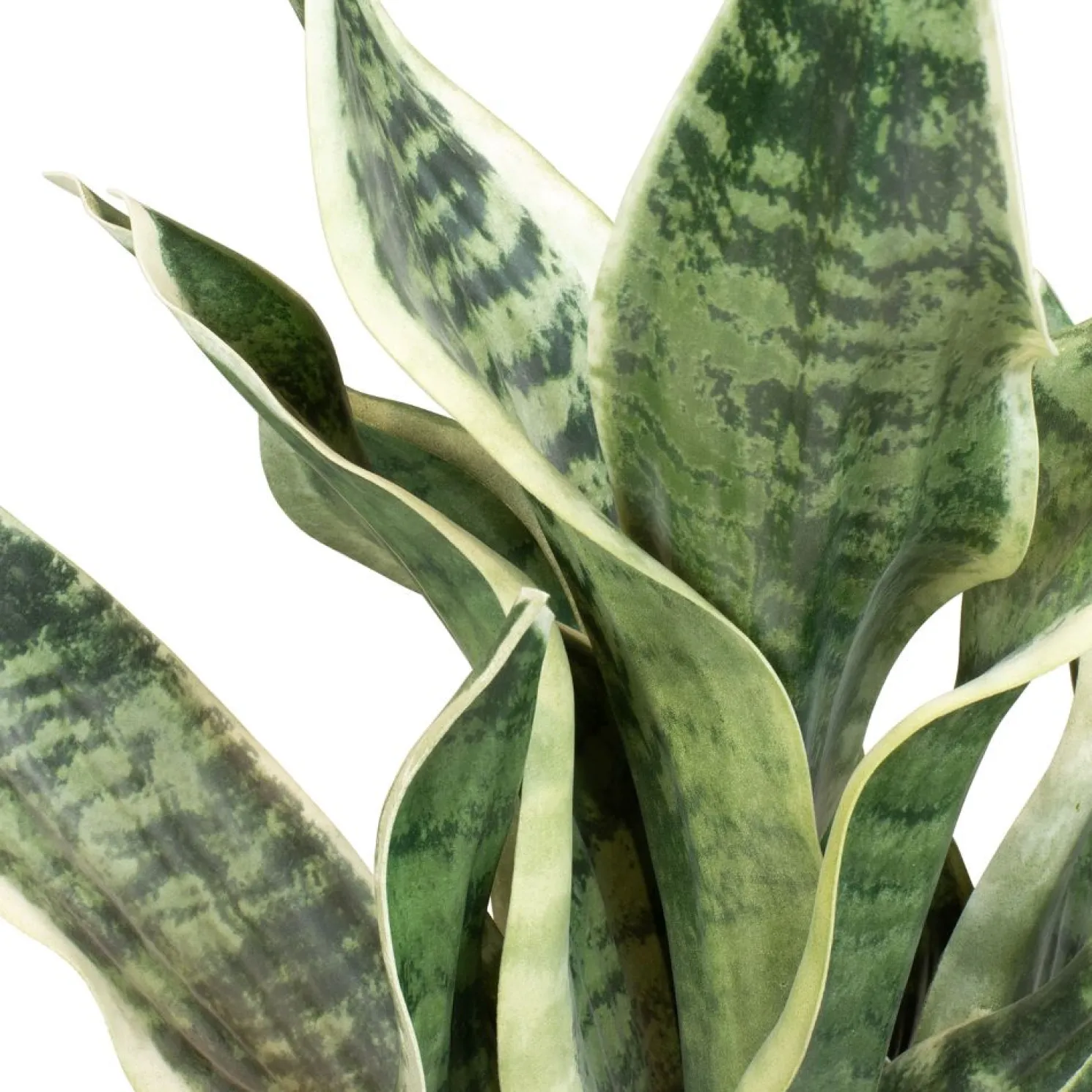 Fleur Ami Sansevieria Bogenhanf Kunstpflanze, Höhe 55 cm