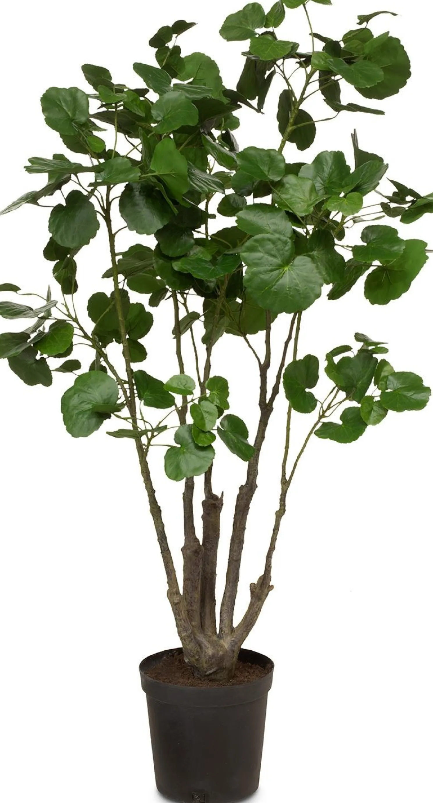 Fleur Ami Fiederaralie Polyscias Kunstpflanze 116 cm