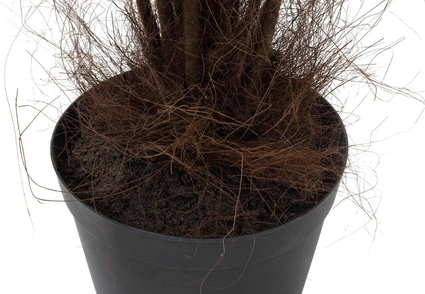 Fleur Ami Riesenfarn Kunstpflanze 185 cm