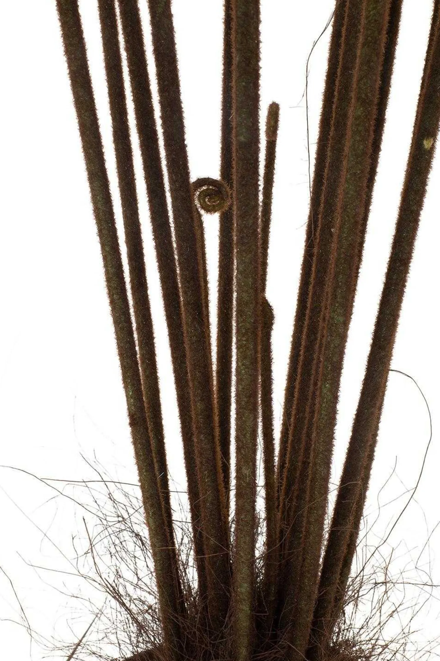 Fleur Ami Riesenfarn Kunstpflanze 185 cm