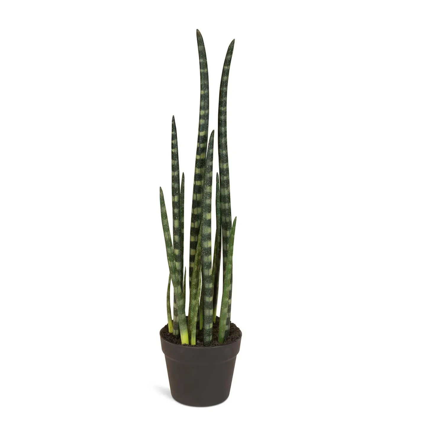 Fleur Ami Sansevieria cylindrica - Zylindrischer Bogenhanf Kunstpflanze