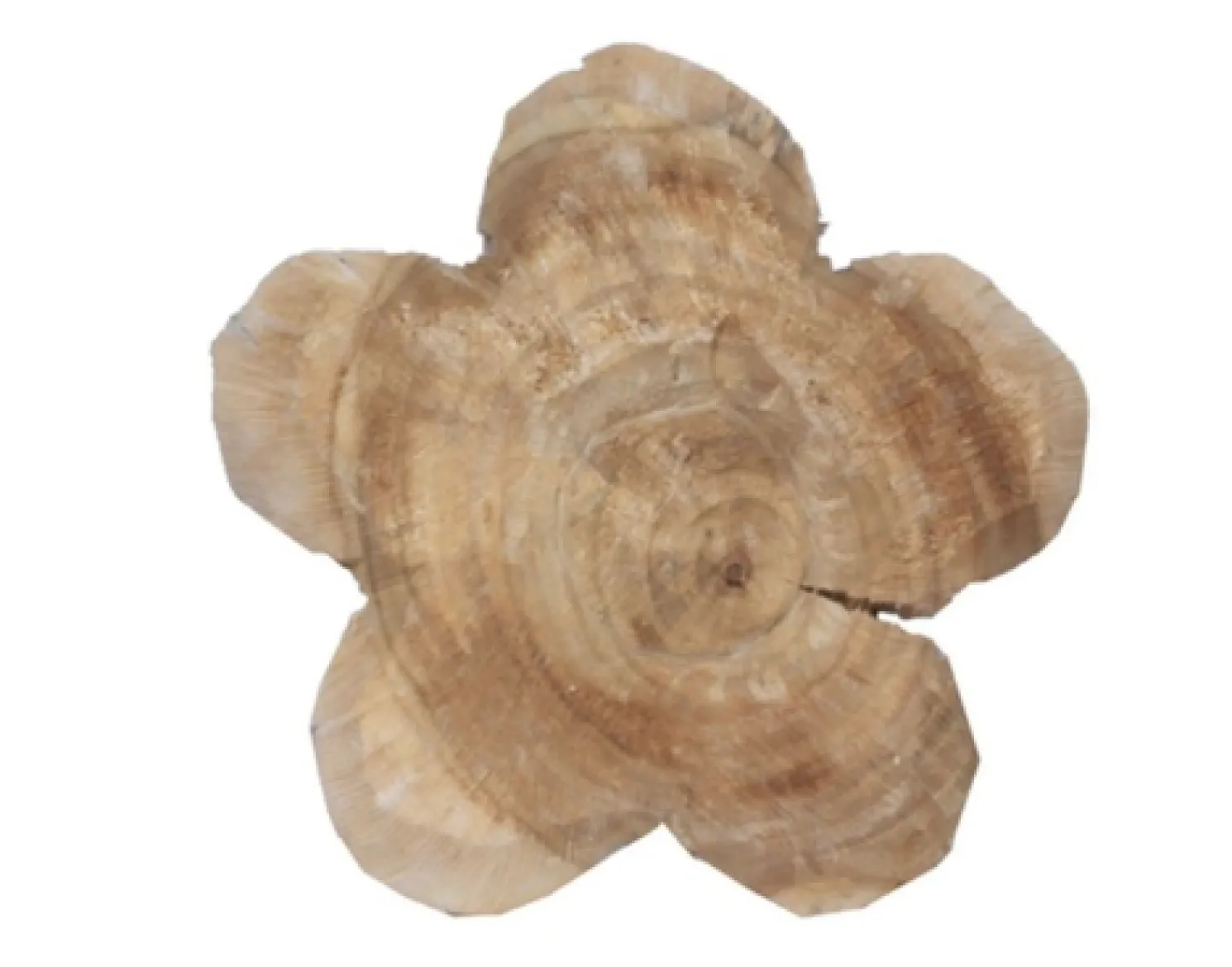 WMG Holzblume Pappel natur Höhe 20 cm
