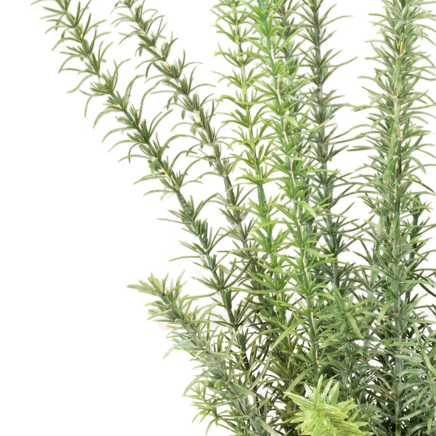 Fleur Ami Künstliche Rosmarinpflanze