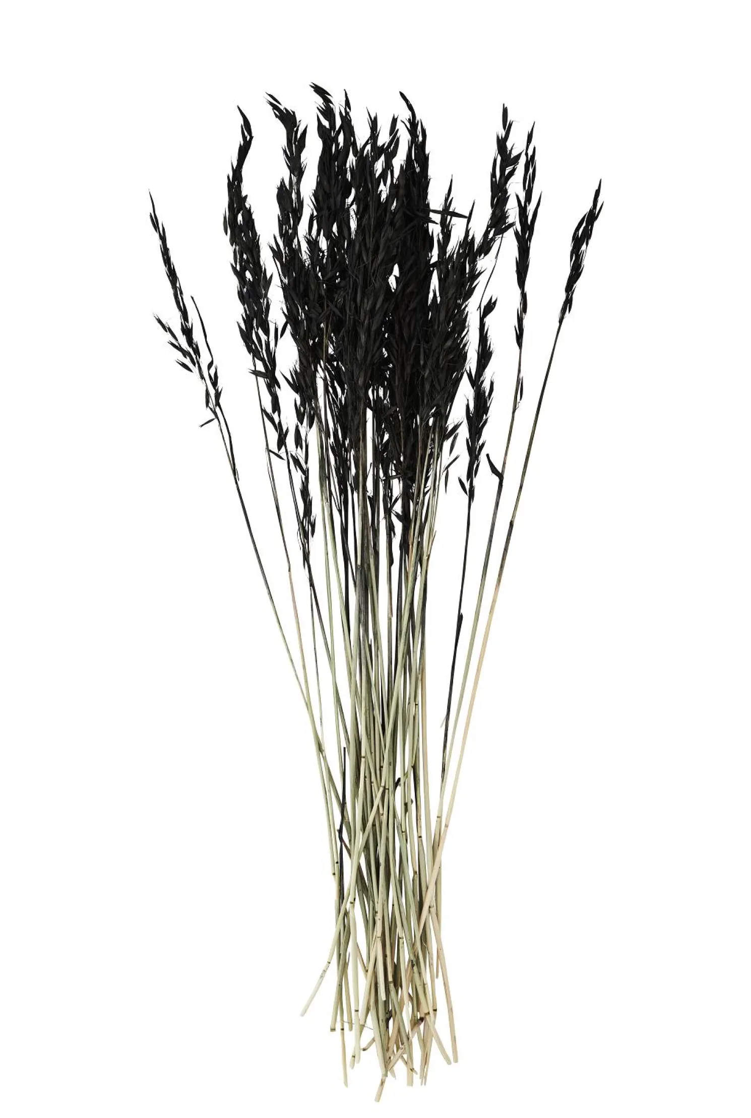 MADAM STOLTZ Getrocknete Blumen, schwarz 75-85 cm