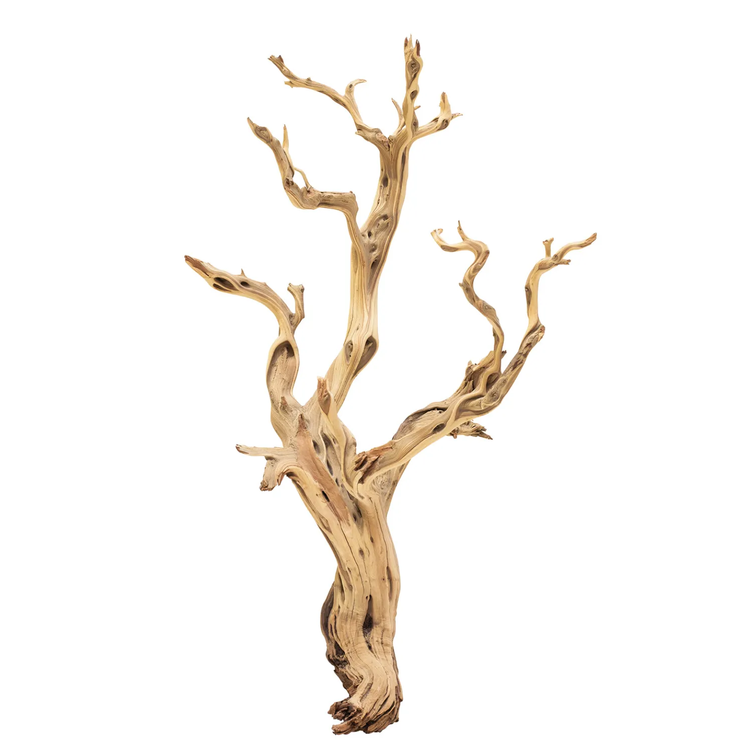 Fleur Ami Ghostwood sandgestrahlt verzweigt 120-140 cm