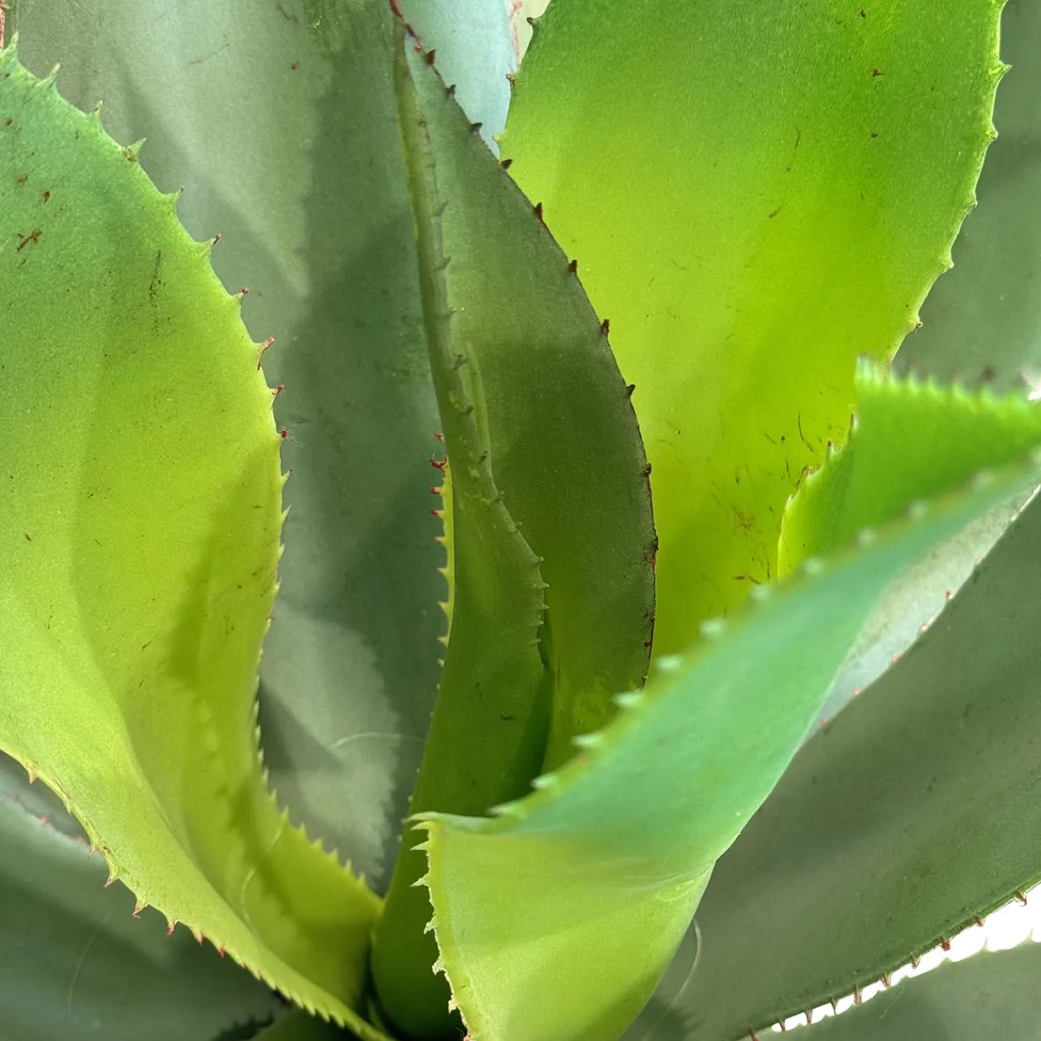 Fleur Ami Künstliche Aloe Vera Pflanze