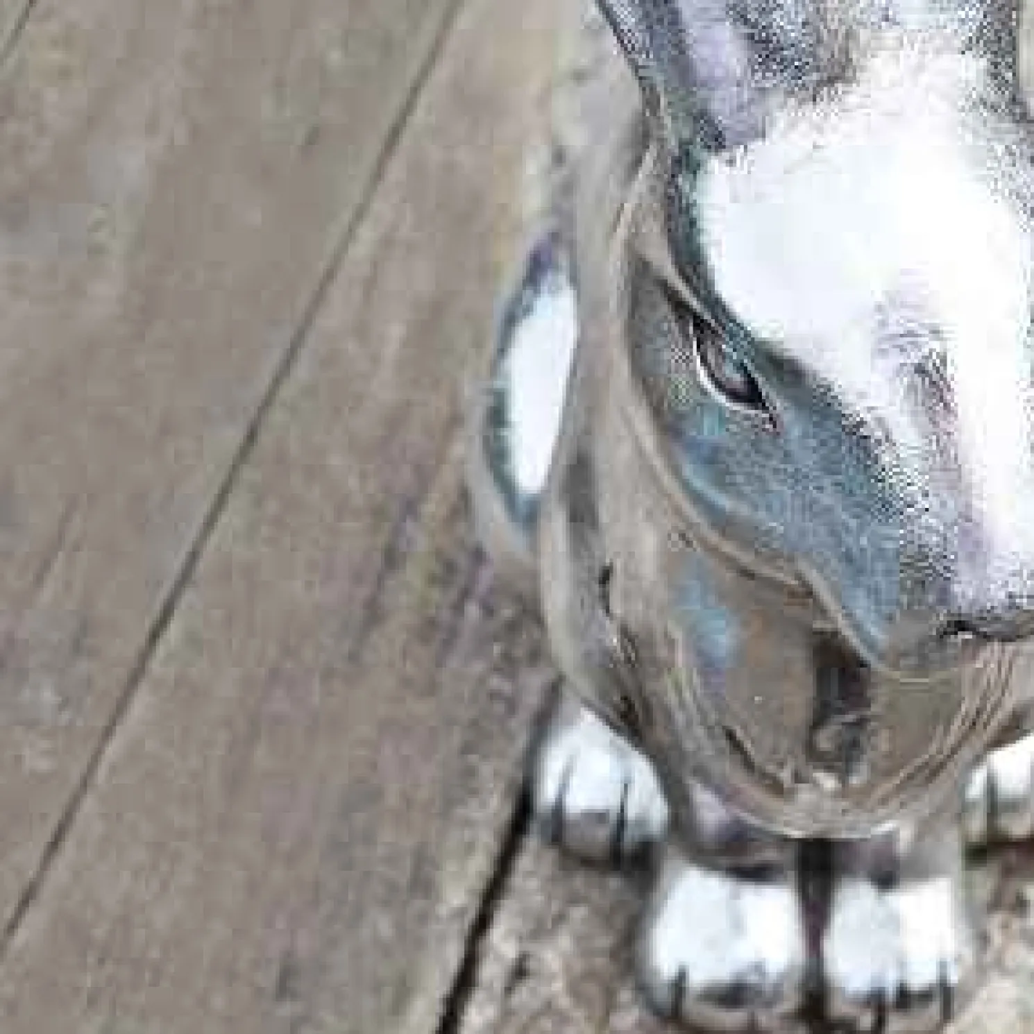 Werner Voß Hase silber - Höhe 41 cm